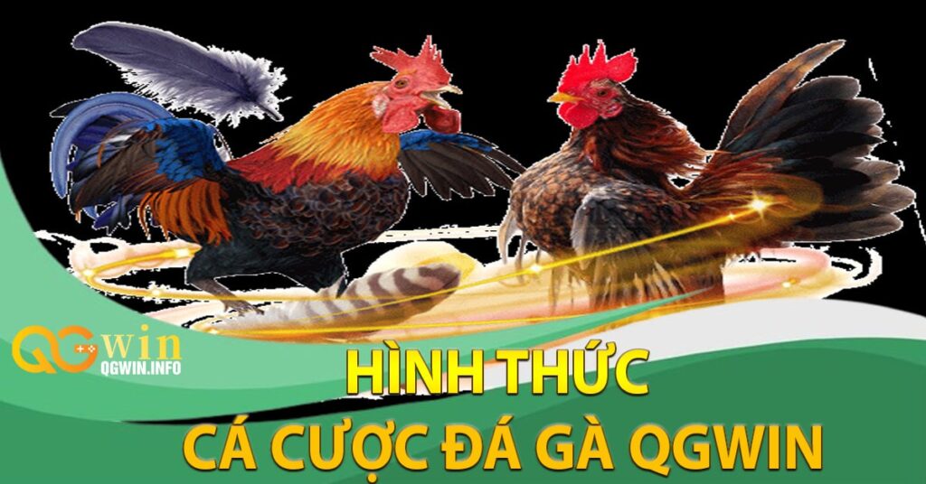 Hình thức cá cược đá gà Qgwin