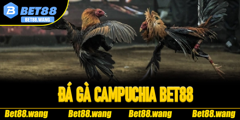 Vì sao đá gà campuchia phủ sóng mạnh mẽ tại Bet88
